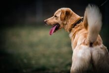 ELVIS, Hund, Mischlingshund in Slowakische Republik - Bild 2