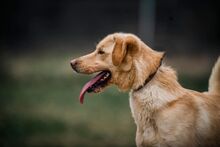 ELVIS, Hund, Mischlingshund in Slowakische Republik - Bild 3