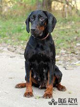 NETTY, Hund, Mischlingshund in Slowakische Republik - Bild 12