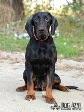 NETTY, Hund, Mischlingshund in Slowakische Republik - Bild 14