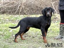 NETTY, Hund, Mischlingshund in Slowakische Republik - Bild 22