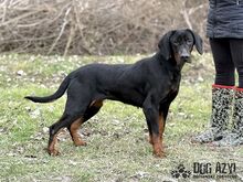 NETTY, Hund, Mischlingshund in Slowakische Republik - Bild 23