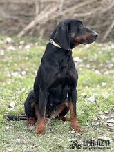 NETTY, Hund, Mischlingshund in Slowakische Republik - Bild 24