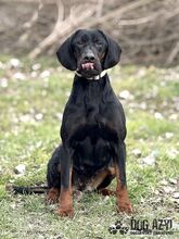 NETTY, Hund, Mischlingshund in Slowakische Republik - Bild 25