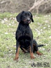 NETTY, Hund, Mischlingshund in Slowakische Republik - Bild 26