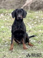 NETTY, Hund, Mischlingshund in Slowakische Republik - Bild 27