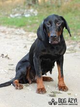 NETTY, Hund, Mischlingshund in Slowakische Republik - Bild 5