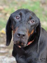 NETTY, Hund, Mischlingshund in Slowakische Republik - Bild 6