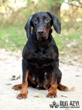 NETTY, Hund, Mischlingshund in Slowakische Republik - Bild 9