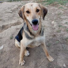 MINA, Hund, Mischlingshund in Griechenland