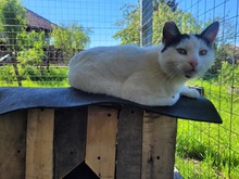 OLIVIA, Katze, Europäisch Kurzhaar in Bulgarien - Bild 6