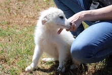 CAMILLA, Hund, Maremmano-Mix in Italien - Bild 11