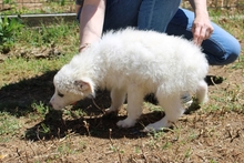 CAMILLA, Hund, Maremmano-Mix in Italien - Bild 14