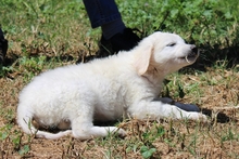 CARLA, Hund, Maremmano-Mix in Italien - Bild 10