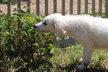 CARLA, Hund, Maremmano-Mix in Italien - Bild 12