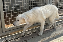 CARLA, Hund, Maremmano-Mix in Italien - Bild 14