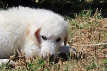 CARLA, Hund, Maremmano-Mix in Italien - Bild 15