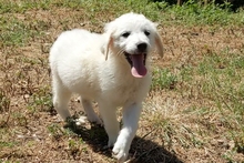 CARLA, Hund, Maremmano-Mix in Italien - Bild 16