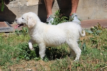 CARLA, Hund, Maremmano-Mix in Italien - Bild 17