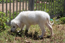 CARLA, Hund, Maremmano-Mix in Italien - Bild 19