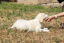 CARLA, Hund, Maremmano-Mix in Italien - Bild 21