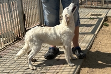 CARLA, Hund, Maremmano-Mix in Italien - Bild 3