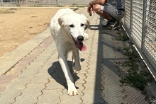 CARLA, Hund, Maremmano-Mix in Italien - Bild 5