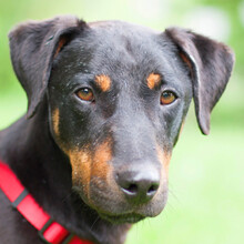 CHAPI, Hund, Terrier-Mix in Lauf