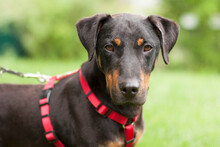 CHAPI, Hund, Terrier-Mix in Lauf - Bild 2