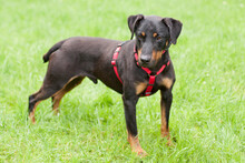 CHAPI, Hund, Terrier-Mix in Lauf - Bild 3