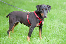 CHAPI, Hund, Terrier-Mix in Lauf - Bild 4