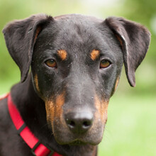 CHAPI, Hund, Terrier-Mix in Lauf - Bild 8