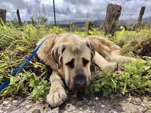 PITU, Hund, Mastin Español in Spanien - Bild 2