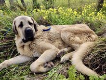 PITU, Hund, Mastin Español in Spanien - Bild 3