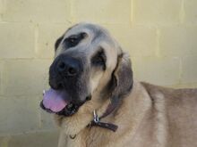 PITU, Hund, Mastin Español in Weilrod