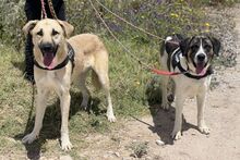 MARCELO, Hund, Mastin Español in Spanien - Bild 2