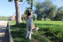 MARCELO, Hund, Mastin Español in Spanien - Bild 3