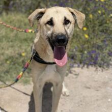 MARCELO, Hund, Mastin Español in Spanien - Bild 8