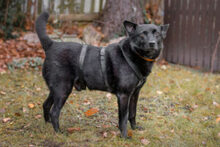 EMILO, Hund, Mischlingshund in Lauf - Bild 1