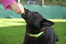 EMILO, Hund, Mischlingshund in Lauf - Bild 14