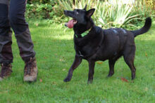 EMILO, Hund, Mischlingshund in Lauf - Bild 16