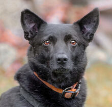 EMILO, Hund, Mischlingshund in Lauf - Bild 17