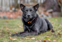 EMILO, Hund, Mischlingshund in Lauf - Bild 2