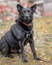 EMILO, Hund, Mischlingshund in Lauf - Bild 3