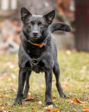 EMILO, Hund, Mischlingshund in Lauf - Bild 4