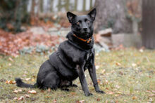 EMILO, Hund, Mischlingshund in Lauf - Bild 8