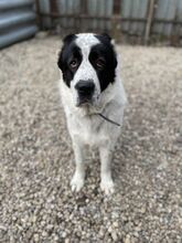 ESTEBAN, Hund, Mischlingshund in Slowakische Republik - Bild 1