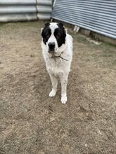 ESTEBAN, Hund, Mischlingshund in Slowakische Republik - Bild 5