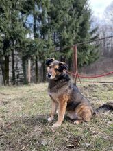 DENIS, Hund, Mischlingshund in Slowakische Republik - Bild 1