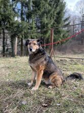 DENIS, Hund, Mischlingshund in Slowakische Republik - Bild 2